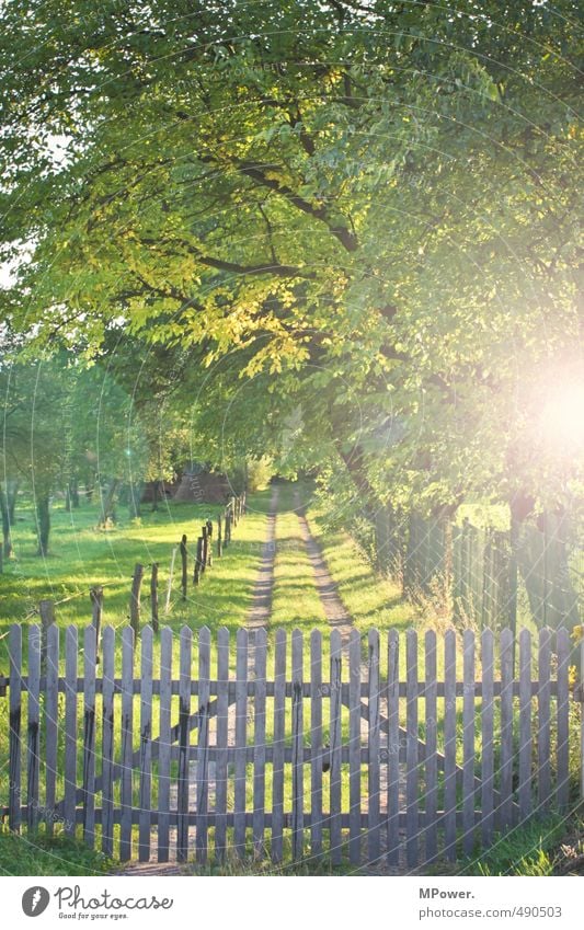 LOCKED UP. Nature Autumn Tree Grass Meadow Field Forest Illuminate Footpath Fence Gate Wood Lanes & trails Pasture Farm Closed Leaf canopy Green Tracks