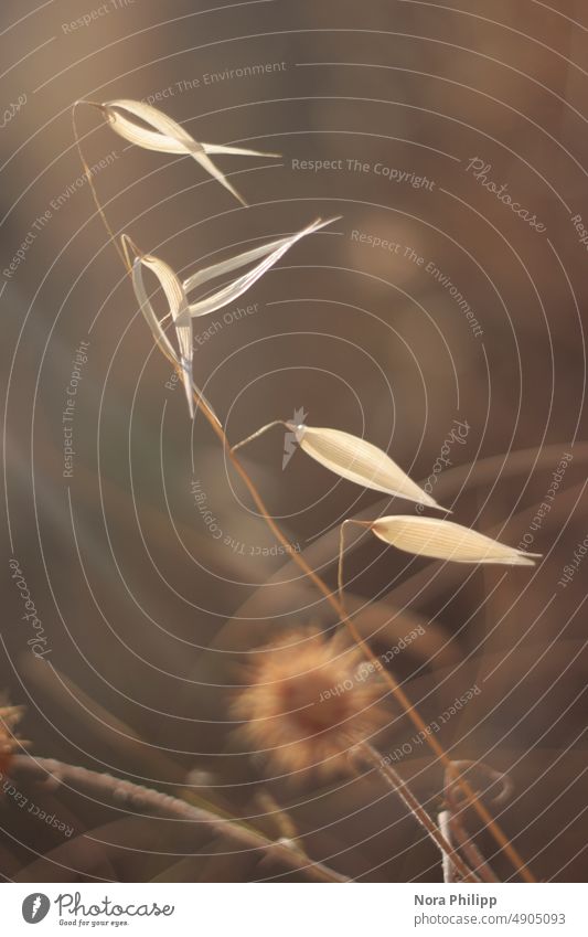 Grasses in the wind blades of grass Dry aged Nature Exterior shot Summer daylight Plant blurriness naturally Meadow grasses Environment Close-up