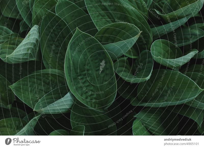 leaves of Spathiphyllum cannifolium, abstract green texture, nature background, tropical leaf garden beautiful design floral forest natural summer