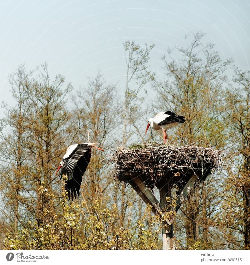 Pair of storks in nest on a wagon wheel Storks Stork pair Nest Stork's Nest Foraging departure Flying White Stork Migratory birds Bird Animal