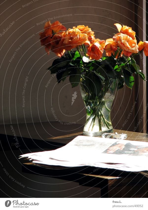 cafe orange Rose Newspaper Ashtray Sidewalk café Blossoming Bouquet Flower Café Back-light Table Vase Gastronomy Magazine Faded robbie williams glass vase