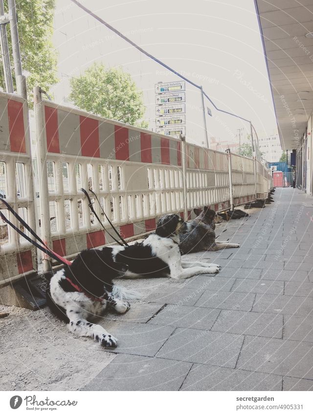 Dog parking lot Wait well-behaved cordon crew Squad Exterior shot Colour photo Animal Pet Looking three Coincidence Humor Funny faithful Town Sidewalk out Cute