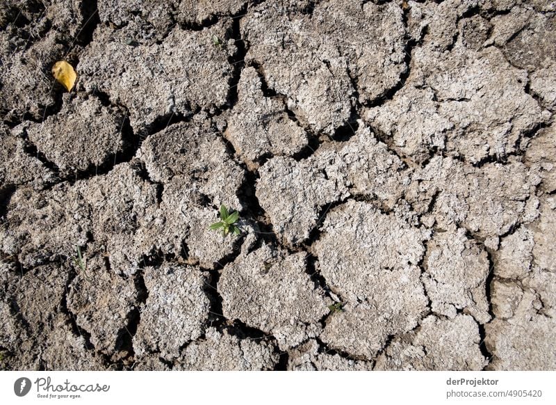 Dried up lake with a green plant in Bavaria/Franconia Crack & Rip & Tear Desert Drought Weather heating Surface Summer Hot Brown Ground Pattern Deserted