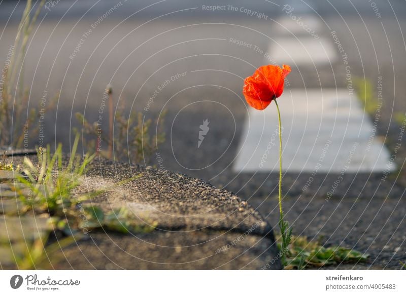 Little fighter - poppy plant grows bravely on the roadside Poppy Town Street Curbside curb Sidewalk Exterior shot Asphalt Gray Deserted Lanes & trails Day