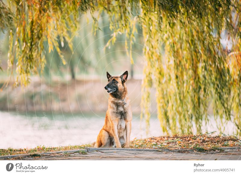 Malinois Dog Sitting Near Lake Under Tree Branches. Belgian Sheepdog Are Active, Intelligent, Friendly, Protective, Alert And Hard-working. Shepherd, Belgium, Chien De Berger Belge Dog