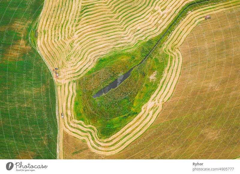 Aerial View Of Rural Landscape. Combine Harvester Working In Field, Collects Seeds. Harvesting Of Wheat In Late Summer. Agricultural Machine Collecting Golden Ripe. Bird's-eye Drone View