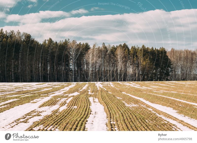 Spring Plowed Field Partly Covered Winter Melting Snow Ready For New Season. Ploughed Field In Early Spring. Farm, Agricultural Landscape Under Scenic Cloudy Sky