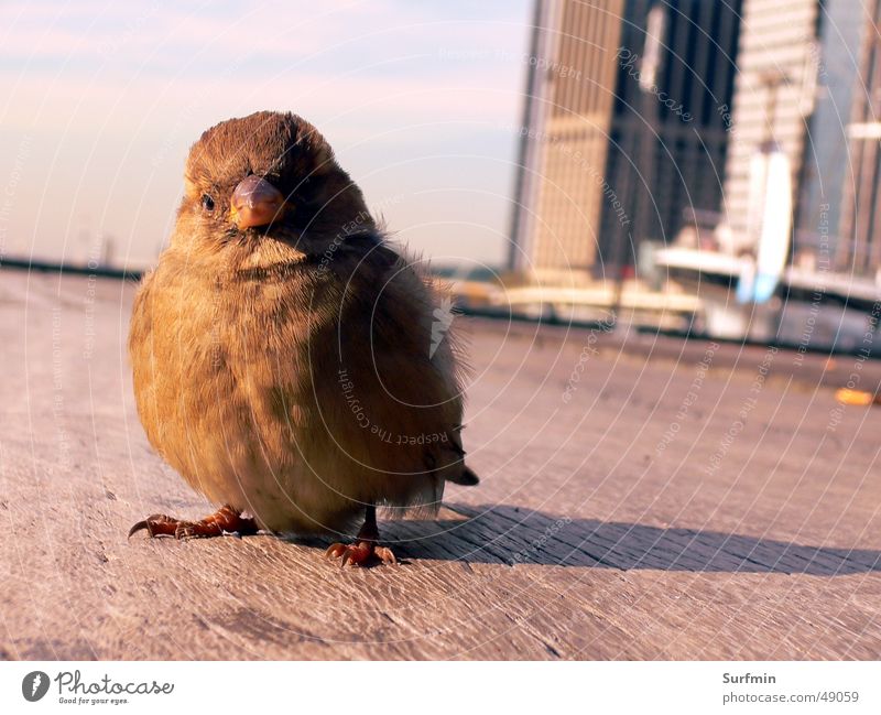 holiday sparrow Footbridge Bird Sparrow Close-up USA skyline nyc