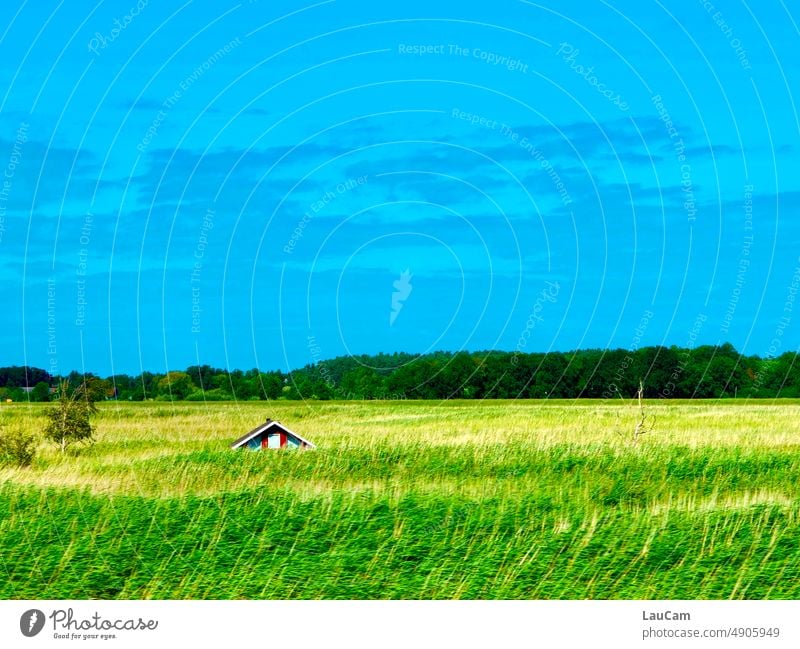 Well camouflaged! - A house sinks in the reeds House (Residential Structure) Camouflage covert overgrown disguised ingrown Hiding place Green Blue Clouds cot