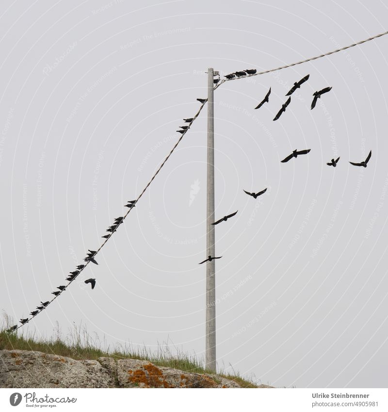 Flock of birds on the power line crow Sit Flying amass Assembly group Migratory birds Autumn Electricity pylon Sky Wild animal bird migration Nature Animal