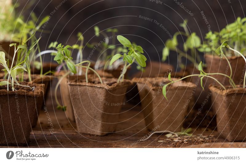 Vegetable seedlings in biodegradable pots on wooden table close up. Urban gardening vegetable spring nature dark Homegrown urban growing plant Indoor