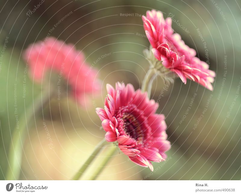 gerbera Blossom Gerbera Blossoming Pink Red 3 Colour photo Exterior shot Shallow depth of field