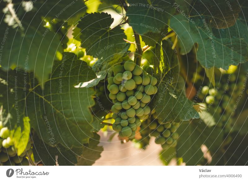 Close up on vines leaves, hills with vineyards. Maturing green wine, which thanks to the sun and good weather I am preparing to harvest in South Moravia around the town of Kyjov, Czech republic