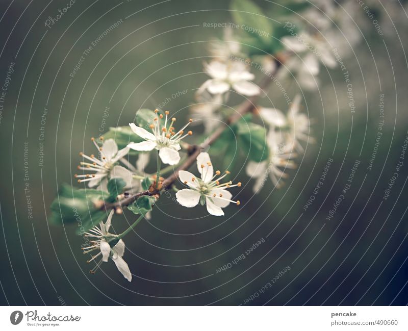 spotless Nature Plant Tree Blossom Wild plant Sign Joie de vivre (Vitality) Spring fever Anticipation Honest White Colour photo Subdued colour Exterior shot