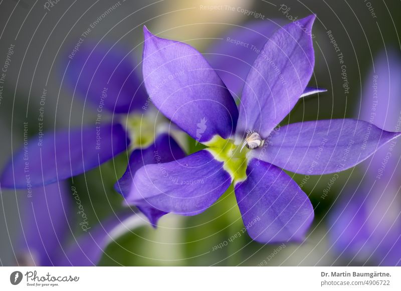 Star flower, Australian bell flower, flowers Starflower Australian bellflower Isotoma axillaris Laurentia axillaris Blossom blossoms light blue frost-sensitive