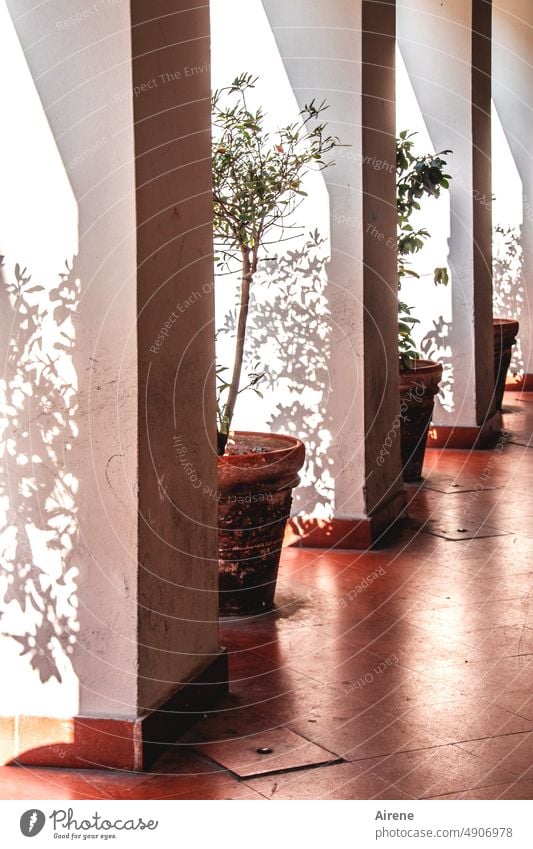 Exposure bracket portico cloister Shadow Tree Flowerpot Pot plant foliage shadow cast Row Vista Light Dark Contrast sunny shady Column piers White