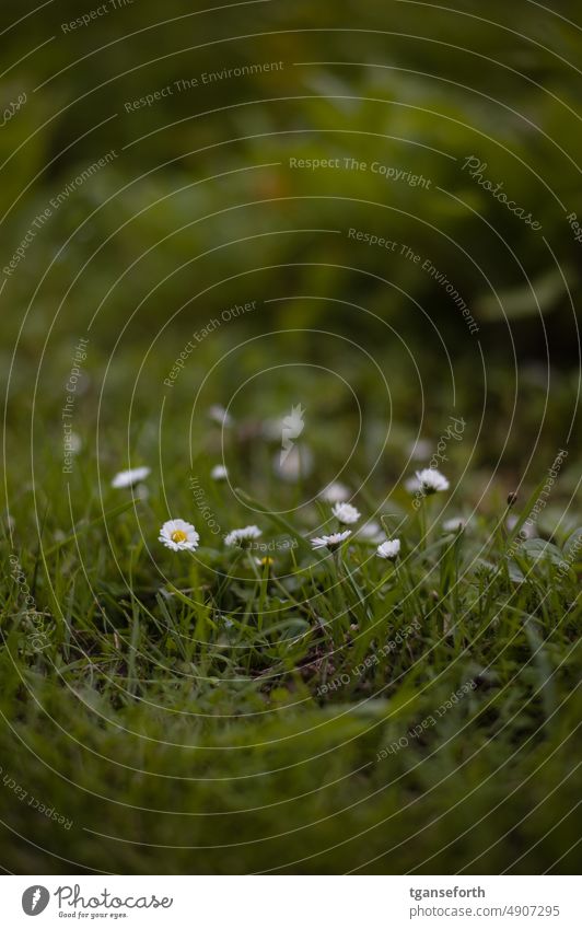 gaenseBluemchen Daisy Flower Meadow Summer Spring Nature Blossom Plant Grass Green White Close-up Exterior shot Deserted Lawn Colour photo Garden