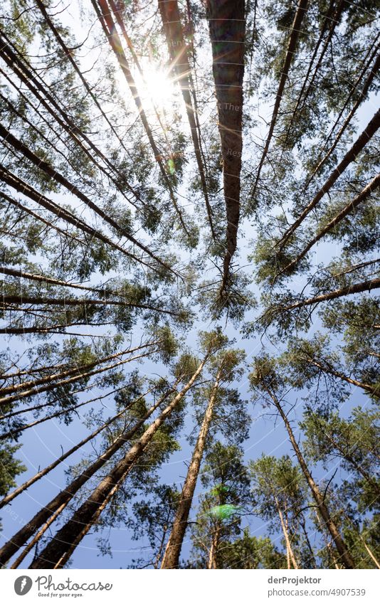 Monocultures: Desiccated Forest in Brandenburg III Crack & Rip & Tear Desert Drought Weather heating Surface Summer Hot Brown Ground Pattern Deserted