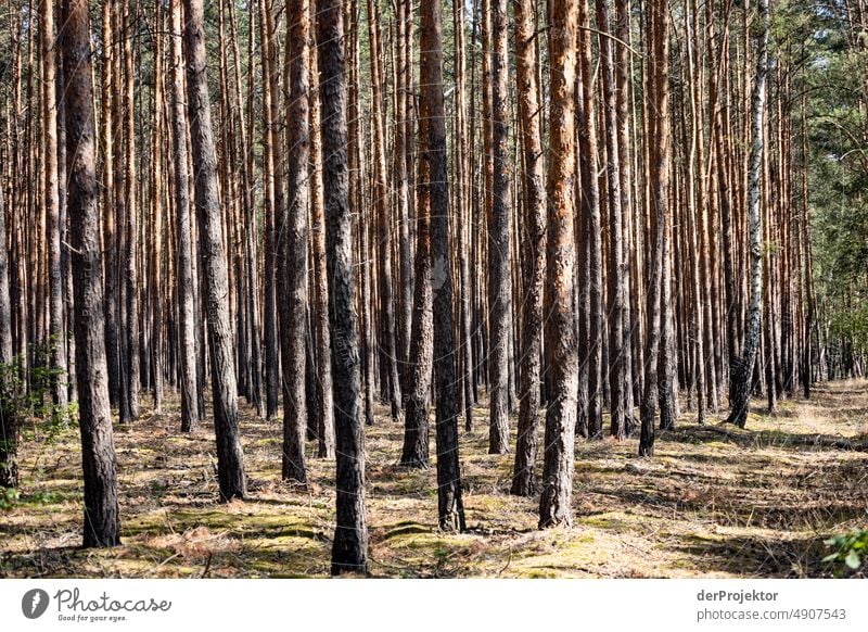 Monocultures: Desiccated Forest in Brandenburg II Crack & Rip & Tear Desert Drought Weather heating Surface Summer Hot Brown Ground Pattern Deserted