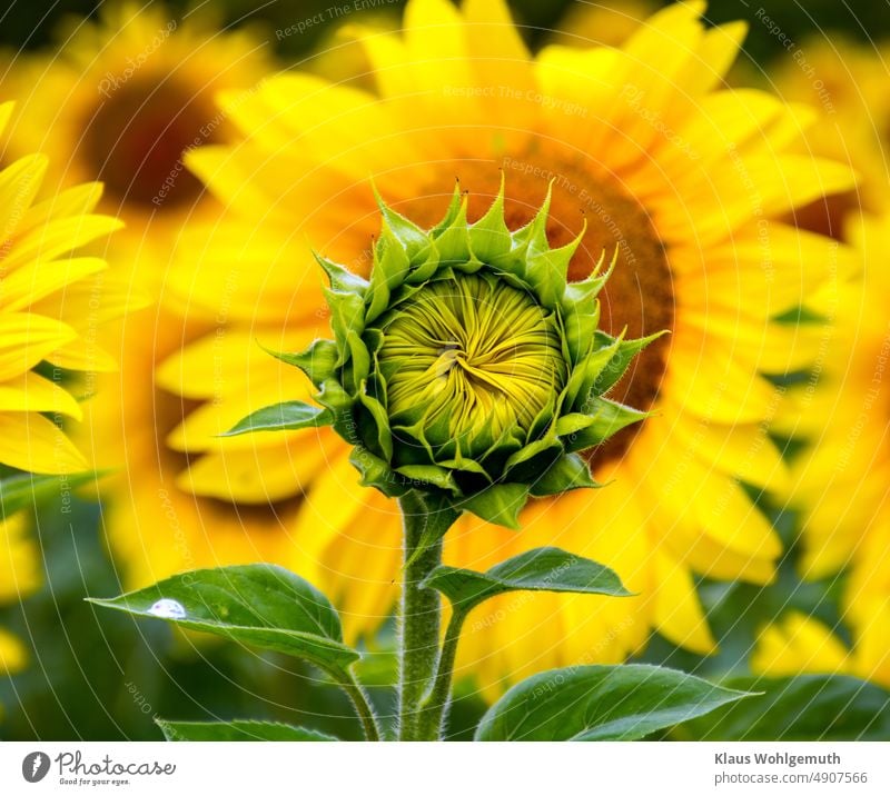 Filigree flower bud of a sunflower in front of a blooming sunflower field Sunflower Sunflower field Sunflowers blossom flowering flower Oleiferous fruit