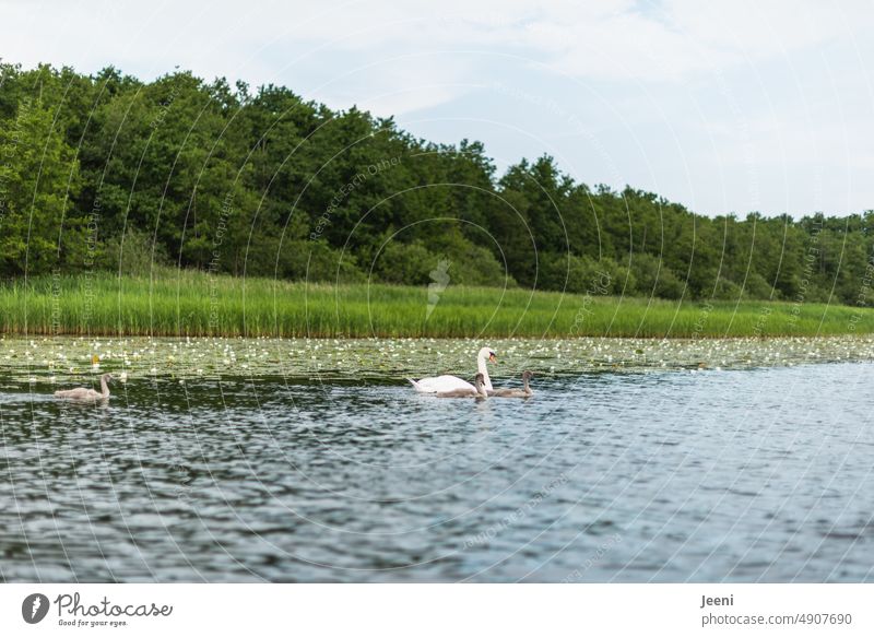 close to nature | swan with his children on the lake swan family Elegant Swan Lake Family Attachment Related fellowship Trust Feeling of togetherness Summer