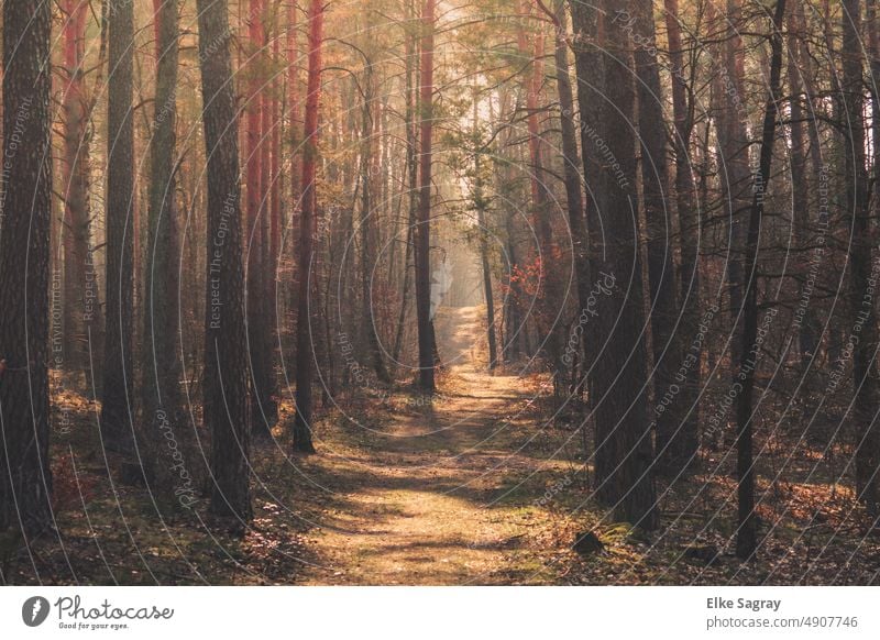 Brandenburg forest path in summer Forest Nature trees Environment Deserted Light Calm Landscape Contrast Colour photo Exterior shot Shadow Tree Green Relaxation