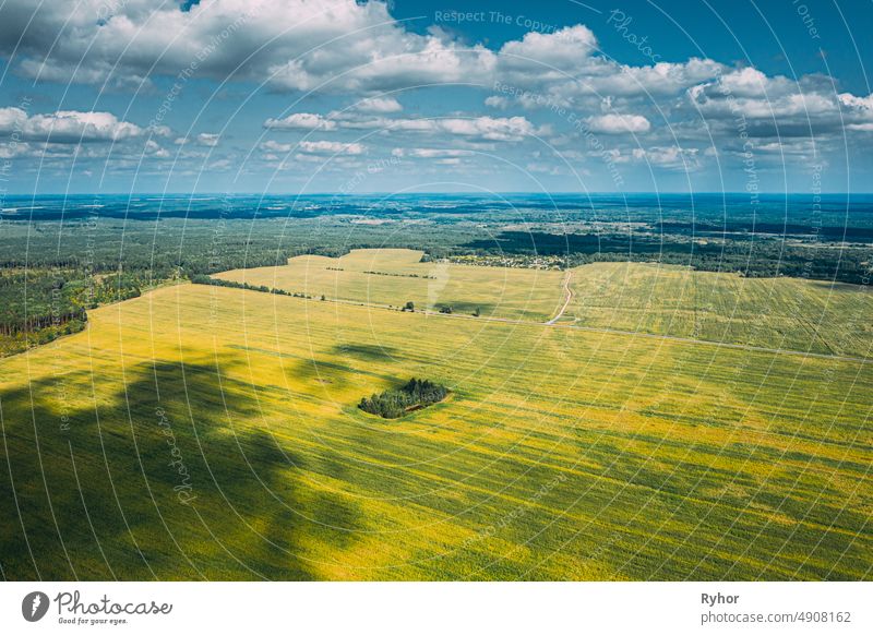 Aerial View Of Agricultural Landscape With Flowering Blooming Rapeseed, Oilseed In Field Meadow In Spring Season. Blossom Of Canola Yellow Flowers. Beautiful Rural Landscape In Bird's-eye View