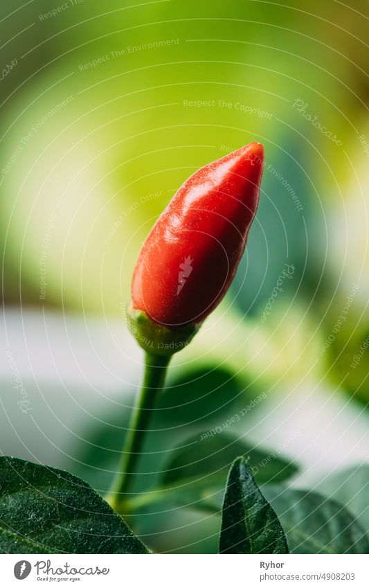 Small Organic Red Peppers Plant Growing On Garden Bed Plantation In Spring Season. Green Sprout With Leaves Growing From Soil. Spring, Concept Of New Life. Agricultural Season