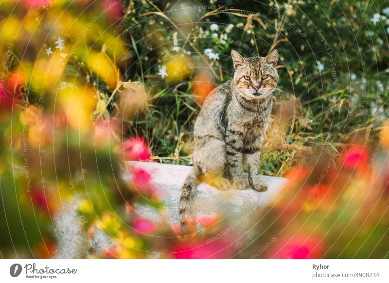 Afraid Dirty Homeless Gray Cat Sitting Outdoor In Flower Bed afraid alertness animal animal beautiful cat city cute dirty domestic flower funny gray homeless