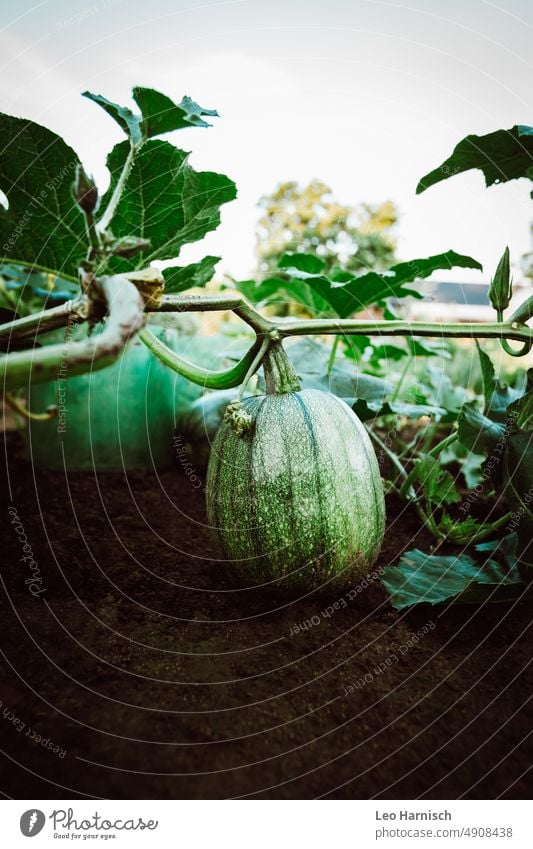 Garden bed zucchini Garden Bed (Horticulture) Nature Zucchini Summer Spring Organic produce organic salubriously extension Fresh Food Vegetarian diet naturally