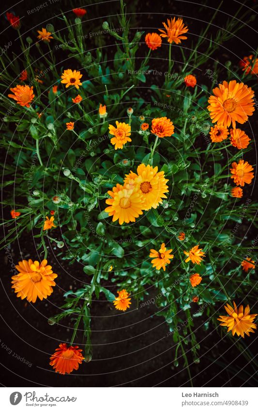 Orange marigolds in the garden Nature Flower Green Plant petals Blossom leave Garden Summer naturally Blossoming blossom allotment Garden plot tranquillity