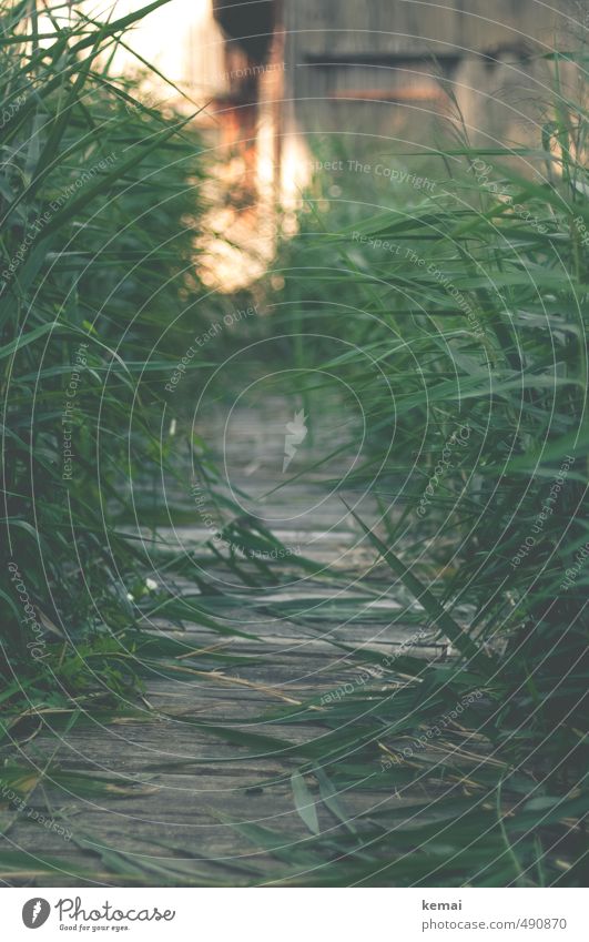 uncontrolled growth Environment Nature Sunlight Summer Beautiful weather Plant Bushes Leaf Foliage plant Common Reed Lakeside Navigation Footbridge Boathouse