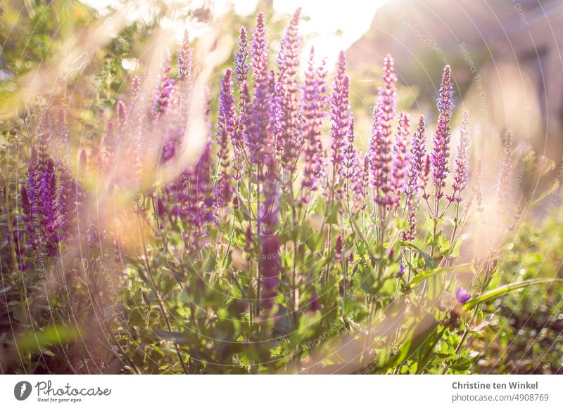 Steppe sage / Salvia nemorosa early in the morning against the light Sage Grove Sage Salvia Nemorosa labiates Herbaceous plants shrub Garden Plant Nature Violet