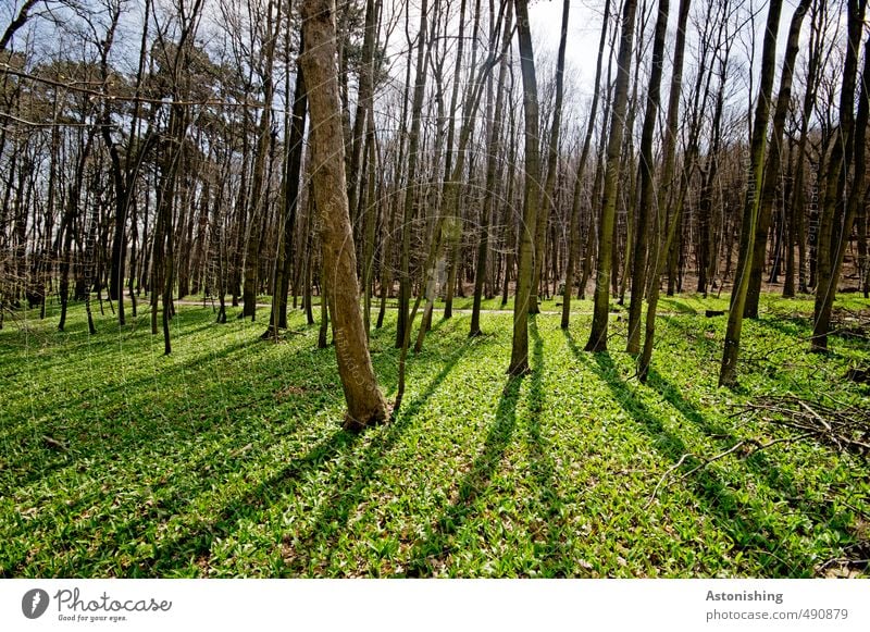 forest Environment Nature Landscape Plant Air Sky Horizon Sun Sunlight Spring Weather Beautiful weather Tree Grass Bushes Moss Leaf Park Meadow Forest Stand