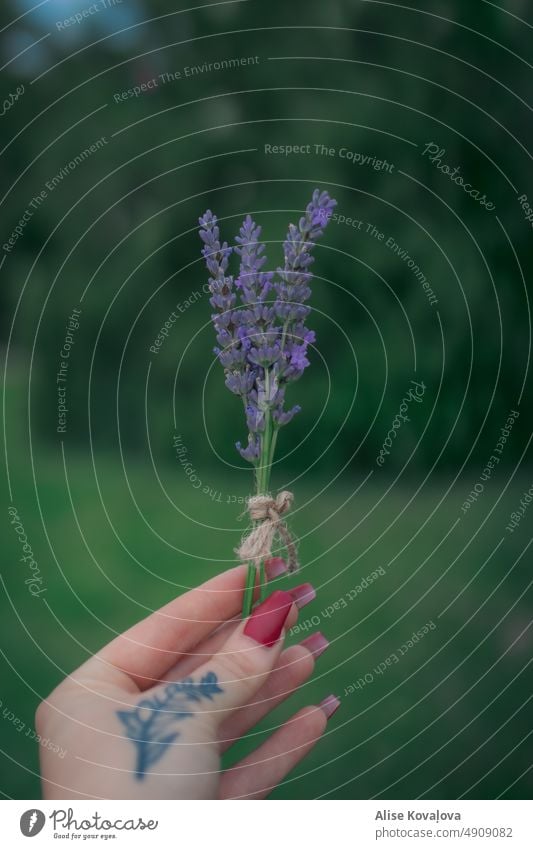 Lavandula hand fingers lavander lavandula Human being Holding hold tattoo red nails long nails green background