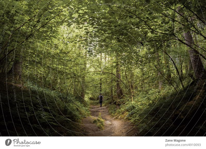 Man walking through woodlands Non-Urban Scene Tranquil Scene Growth Woodland magic magical realism hiking adventure Photography Forest Outdoors Tranquility Tree