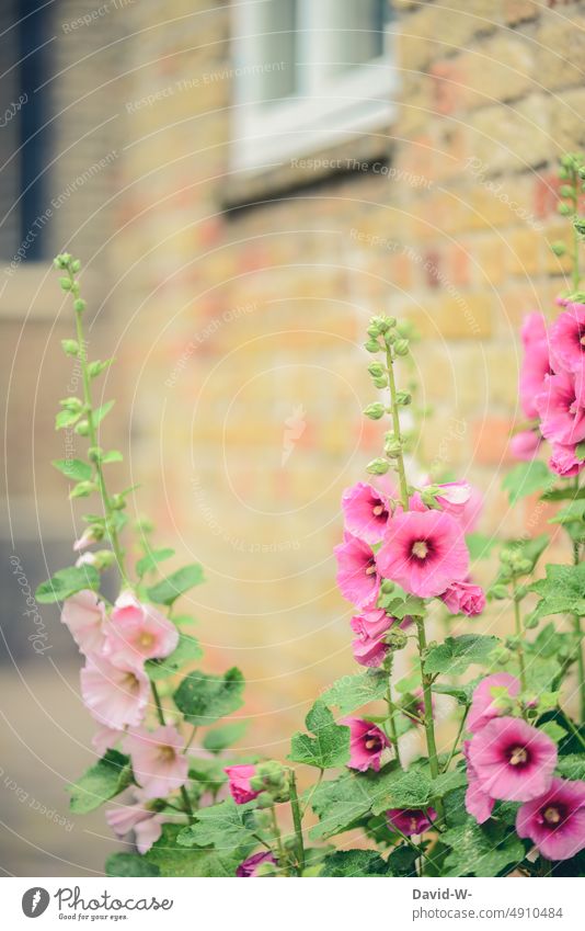 Hollyhocks - mallow in front of a house wall mauve Pink Front garden wax Summer pretty Blossom blossom flowers