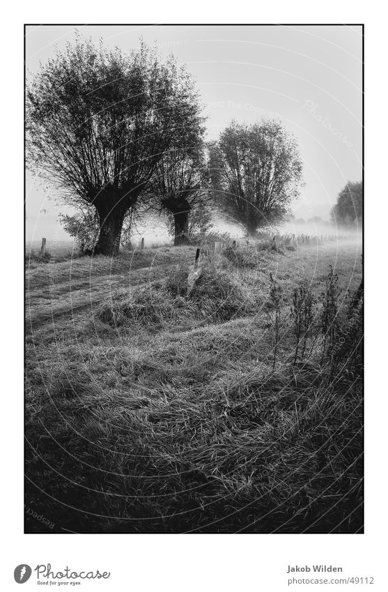 autumn Autumn Cold Dark Fog Damp Exterior shot Colour Rope absolute peace Peaceful Digital photography