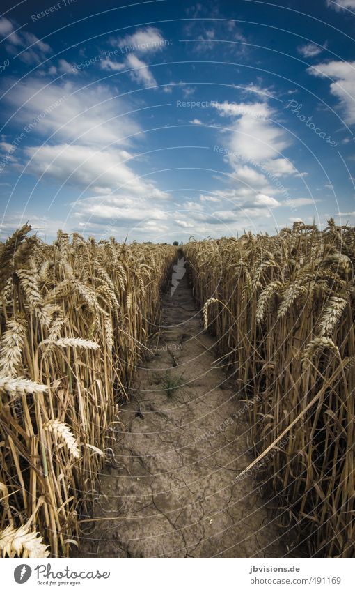 the path in the cornfield Nature Landscape Earth Sky Autumn Plant Agricultural crop Grain Grain field Agriculture Harvest Horizon Colour photo Subdued colour