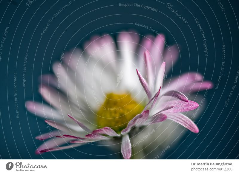 wild form of Bellis perennis, inflorescence, vulgo the daisy Daisy blossom Blossoming Back-light Close-up enduring shrub Spring Flowering asteraceae composite