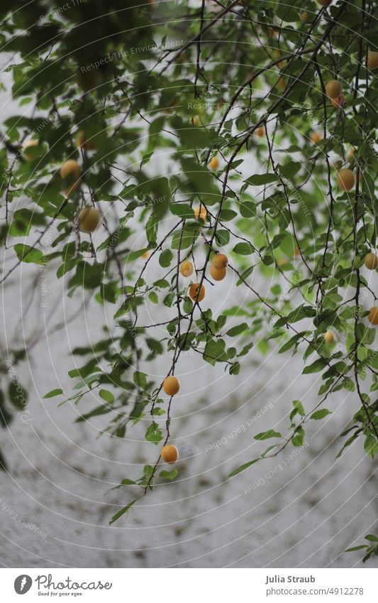 Reineclaude noble plum tree Nature Tree Hang Mediterranean Shadow branches Branches and twigs Green leaves fruit Fruit trees