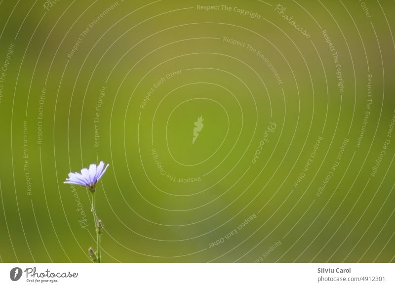 Closeup of common chicory flower with green blurred background plant nature garden meadow closeup blue floral leaf blooming bright natural beautiful blossom