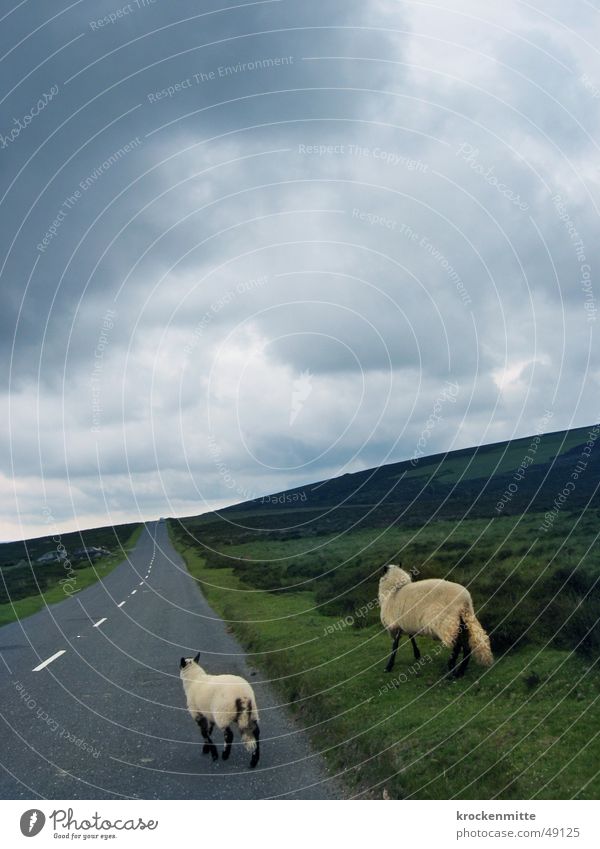 lost sheep Sheep Clouds Lamb Meadow England Bog 2 Roadside Hiking Lose Oncoming traffic Pelt Horizon Rain Asphalt Animal Left-hand traffic Highway drifer Street