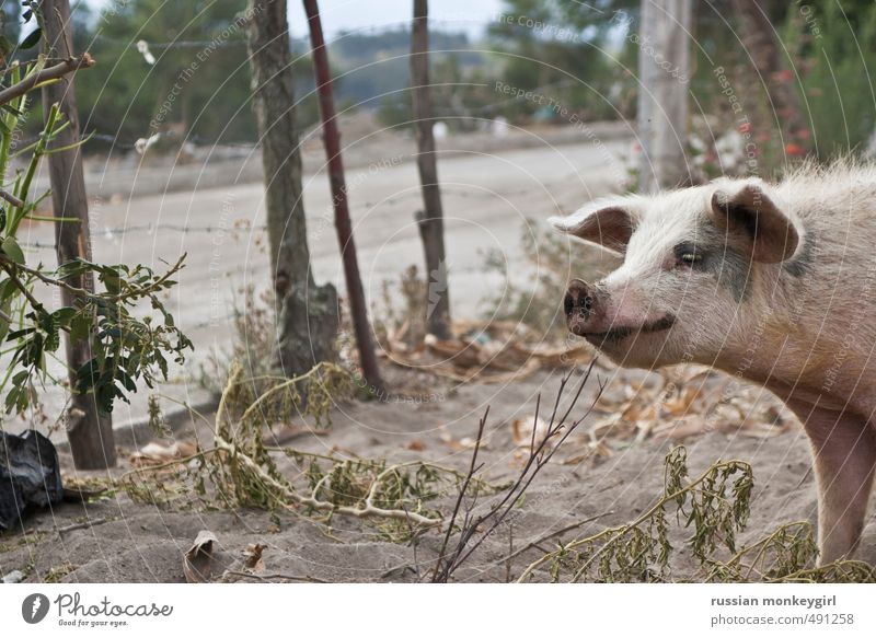 piglife Nature Sand Animal Farm animal 1 Happy Delicious Natural Original Smart Wild Colour photo Exterior shot Deserted Central perspective Looking away