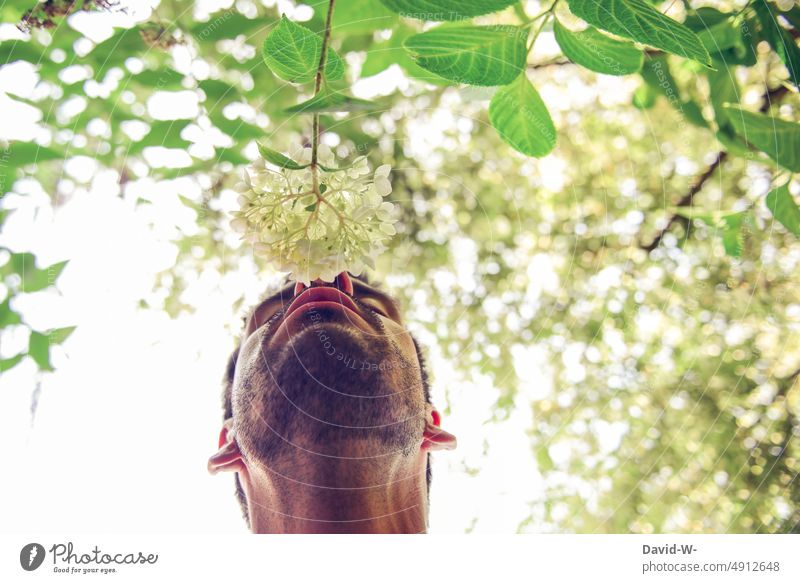 Man sniffing a blossom of a flower Flower fragrances Fragrance Blossom Odor Nature pretty Flower scent Nose Experiencing nature Love of nature