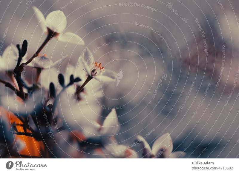 Wax flower ( Chamelaucium uncinatum ) Shallow depth of field Neutral Background blurriness Isolated Image Copy Space top Copy Space right