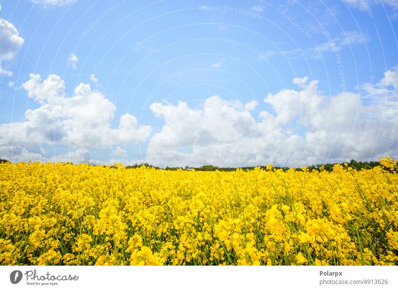 Yellow canola flowers on a rural field summertime colza oil ukrainian flag scenic ukraine flag brassica napus yellow field season yellow rape natural