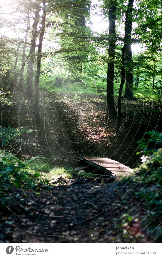 The answer to the question... Nature Sunlight Weather Beautiful weather Tree Forest Bridge Wood Illuminate Hiking Esthetic Kitsch Natural Warmth Brown Gold