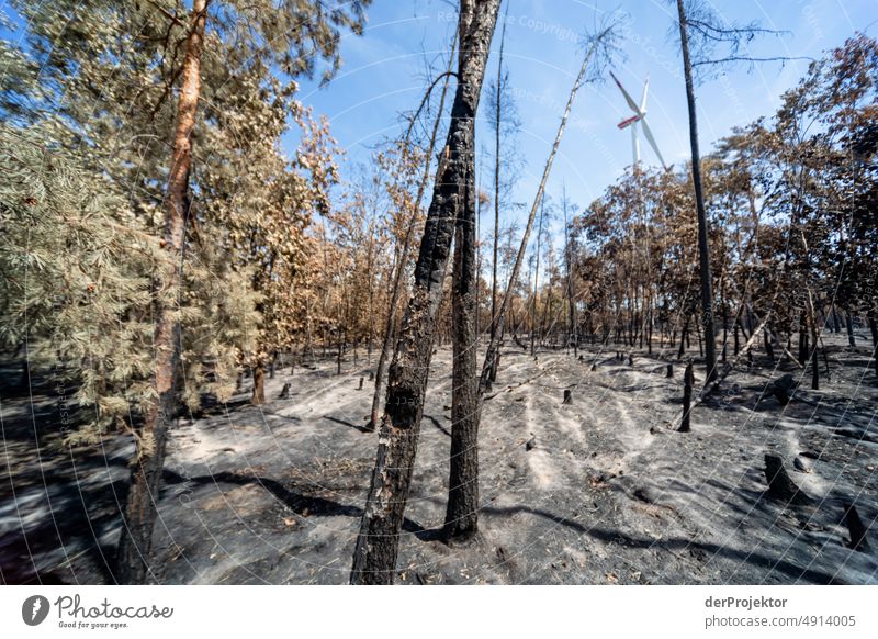 Forest after a fire in Brandenburg VII Crack & Rip & Tear Desert Drought Weather heating Surface Summer Hot Brown Ground Pattern Deserted Exterior shot Dry