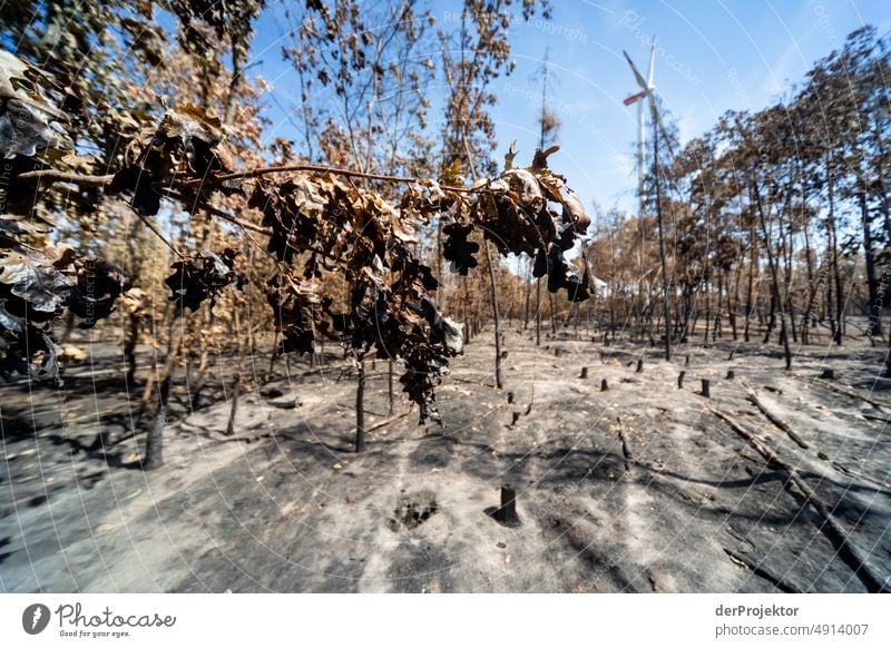 Forest after fire in Brandenburg IX Crack & Rip & Tear Desert Drought Weather heating Surface Summer Hot Brown Ground Pattern Deserted Exterior shot Dry Earth